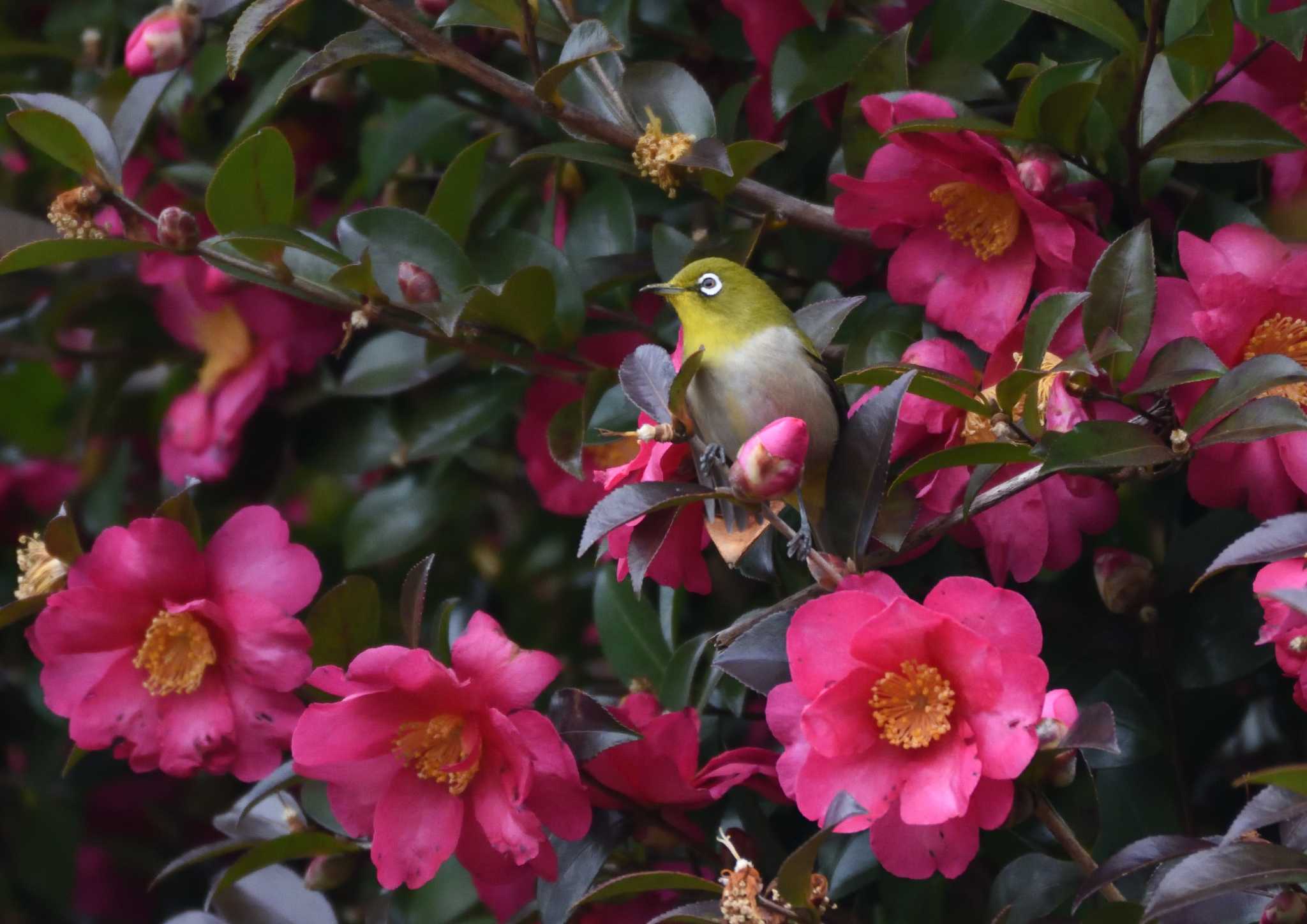 Warbling White-eye