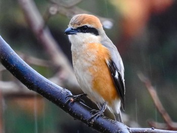 Tue, 2/2/2021 Birding report at 恩田川