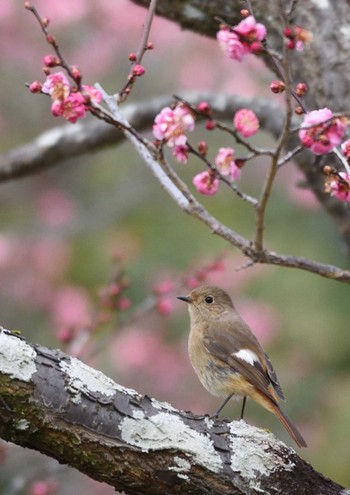 ジョウビタキ 山田池公園 2021年2月1日(月)