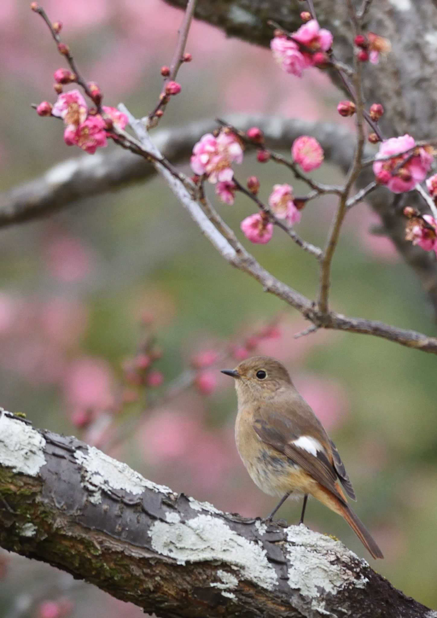 山田池公園 ジョウビタキの写真 by ししまる