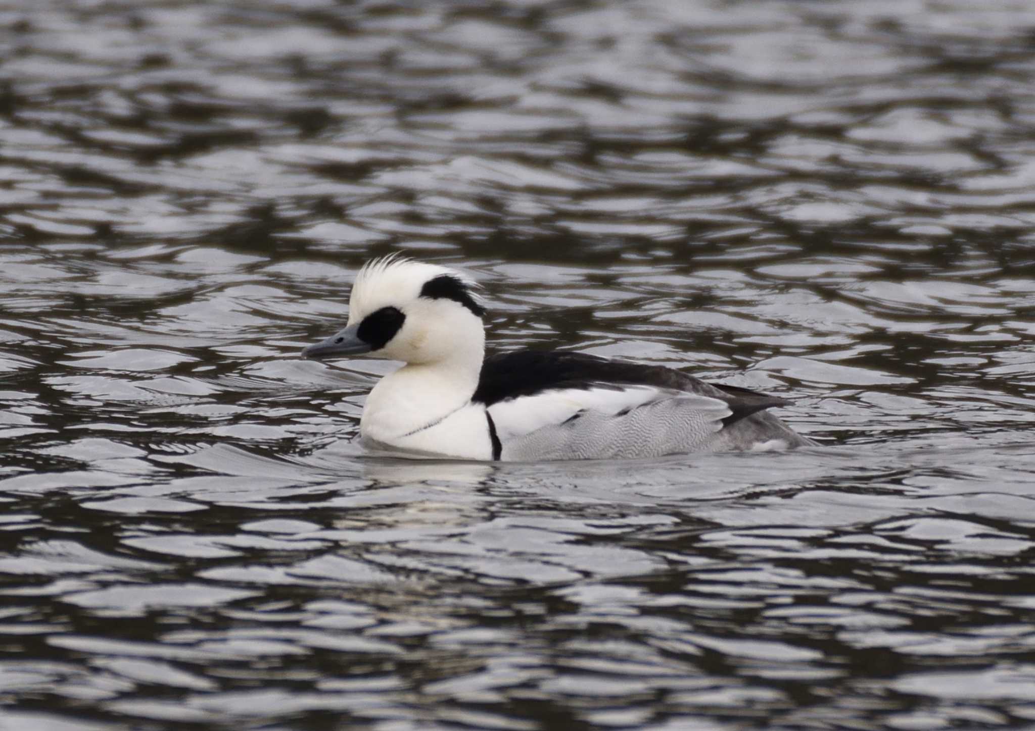 Photo of Smew at 山田池公園 by ししまる