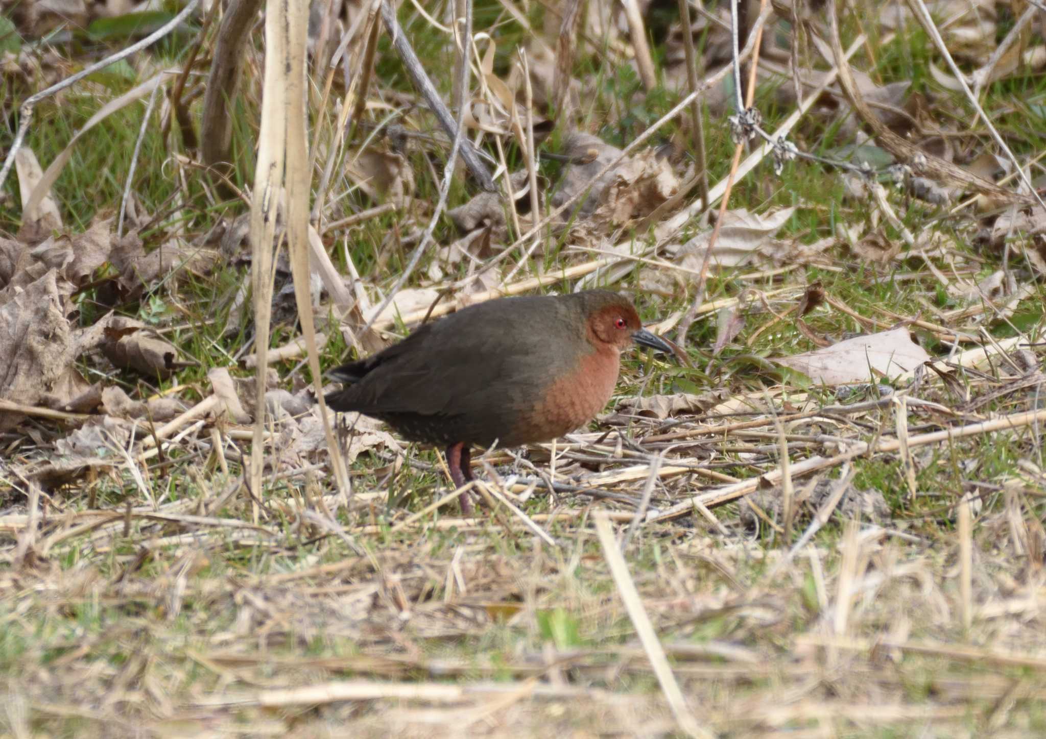 Ruddy-breasted Crake