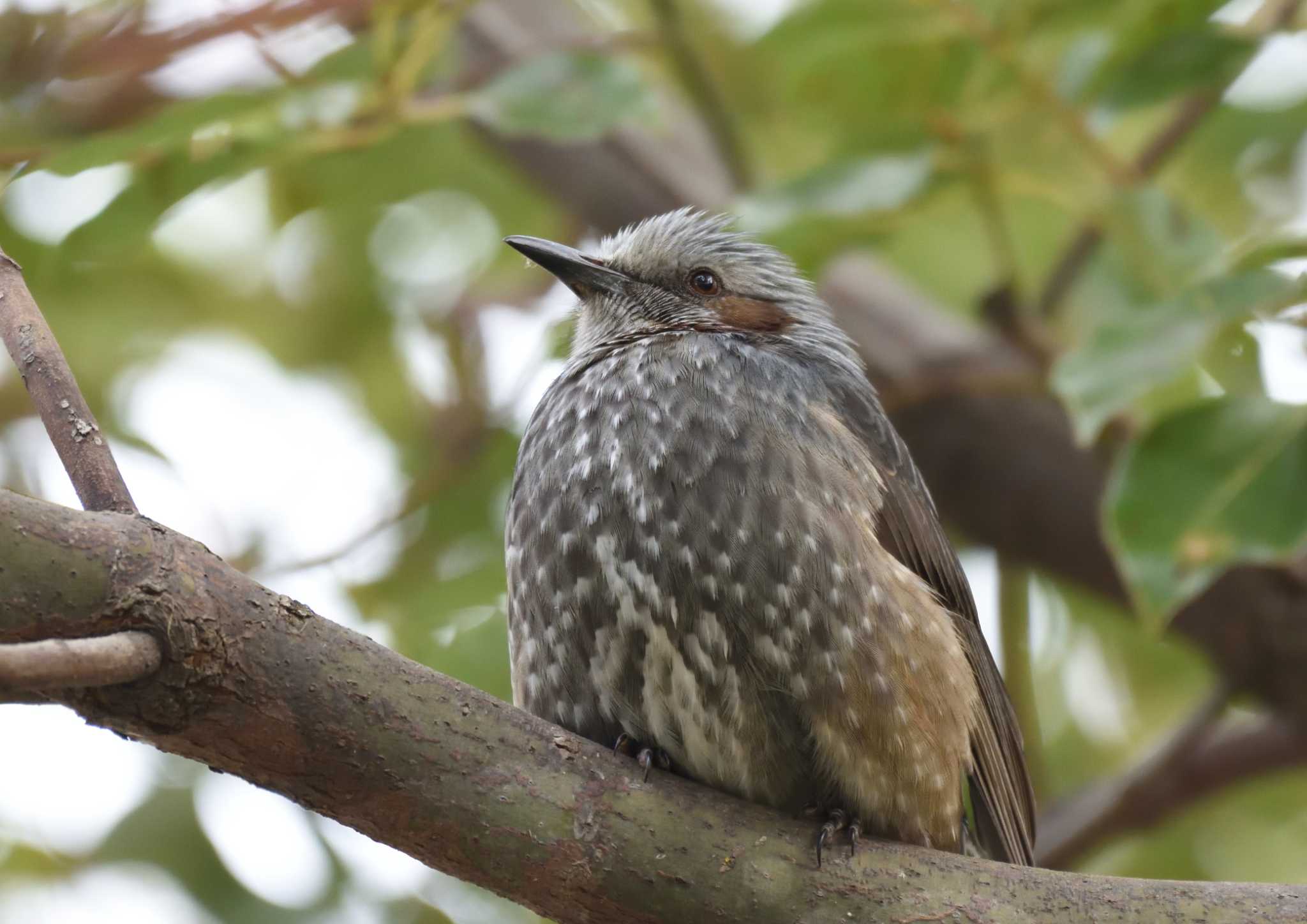 Brown-eared Bulbul