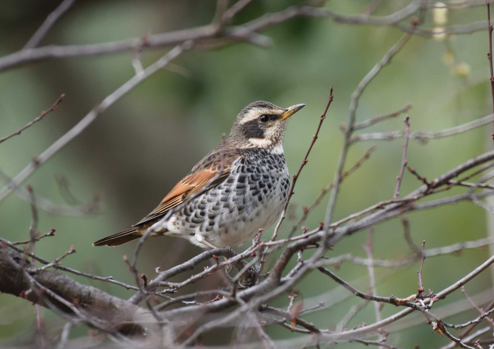 Dusky Thrush