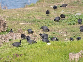 オオバン 淀川河川敷 2016年12月21日(水)