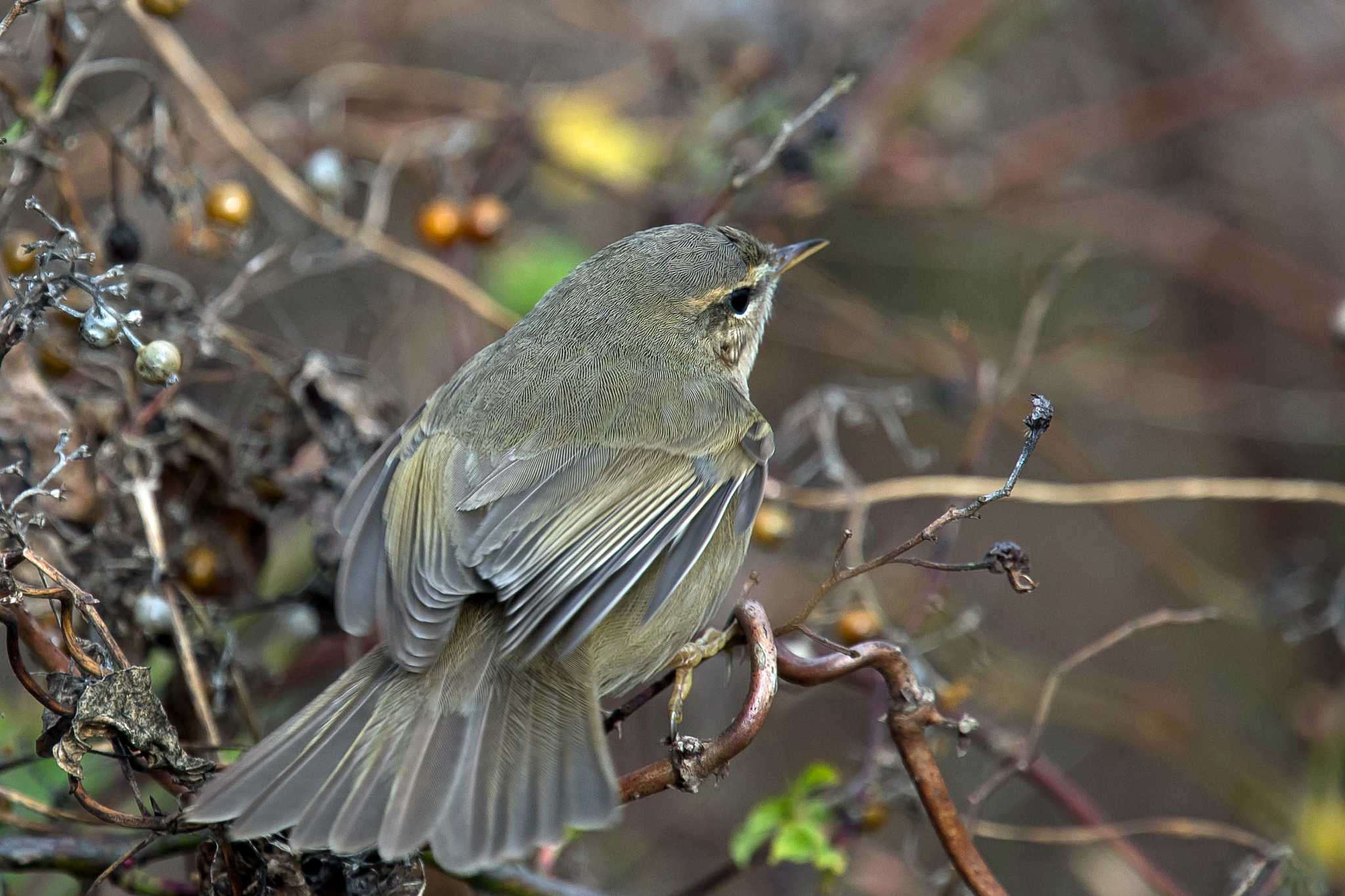 Photo of Dusky Warbler at  by Tanago Gaia (ichimonji)