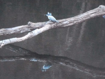 2016年12月18日(日) 早戸川林道の野鳥観察記録