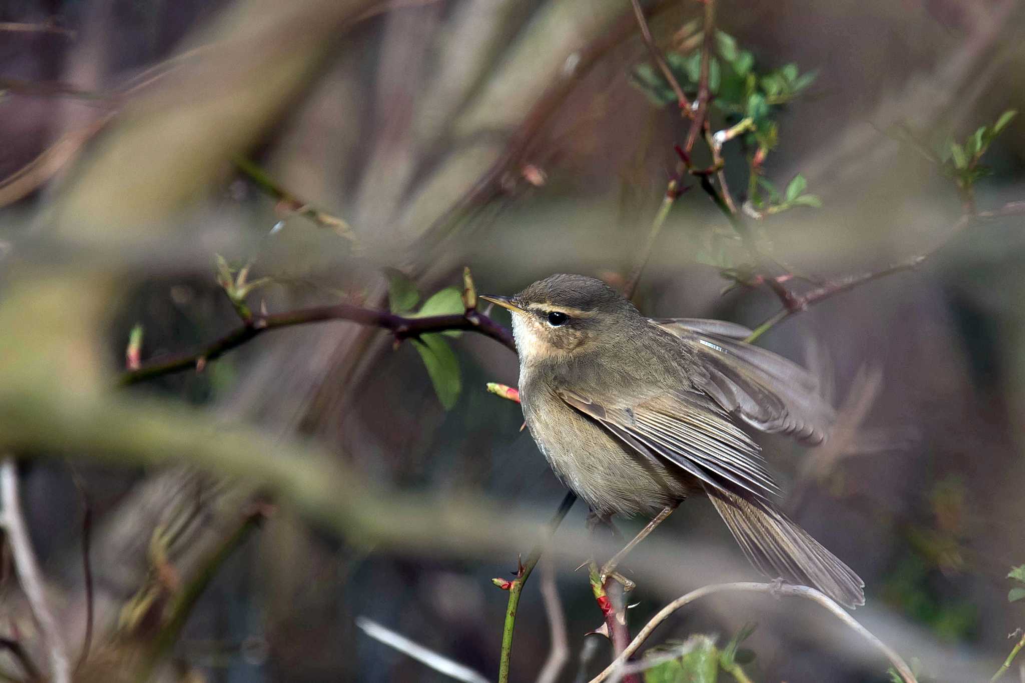 Photo of Dusky Warbler at  by Tanago Gaia (ichimonji)