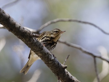 Olive-backed Pipit 和歌山城公園 Tue, 2/2/2021