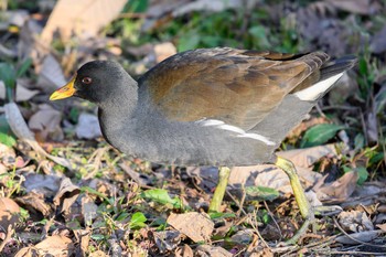 Common Moorhen Hattori Ryokuchi Park Sun, 1/31/2021