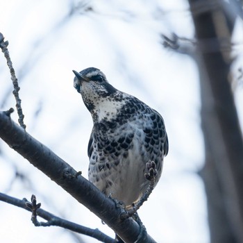 Dusky Thrush Hattori Ryokuchi Park Sun, 1/31/2021