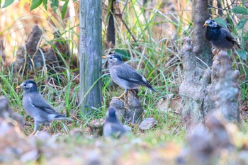 White-cheeked Starling Hattori Ryokuchi Park Sun, 1/31/2021