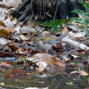 Pale Thrush Hattori Ryokuchi Park Sun, 1/31/2021