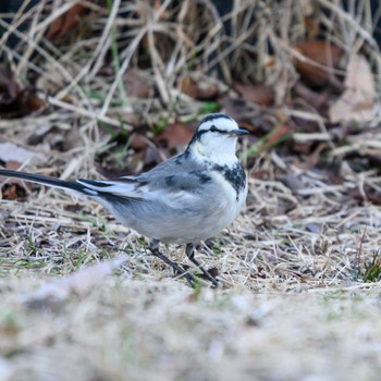 White Wagtail Hattori Ryokuchi Park Sun, 1/31/2021