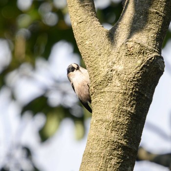 Long-tailed Tit Hattori Ryokuchi Park Sun, 1/31/2021