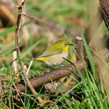 Warbling White-eye Hattori Ryokuchi Park Sun, 1/31/2021