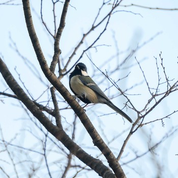 Japanese Tit Hattori Ryokuchi Park Sun, 1/31/2021