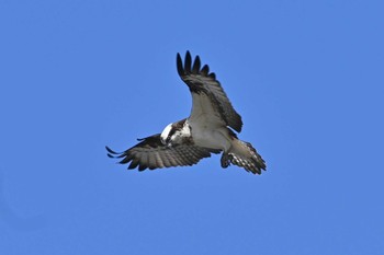 ミサゴ 広沢の池 2021年2月2日(火)