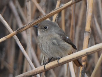 Daurian Redstart Kasai Rinkai Park Mon, 1/11/2021