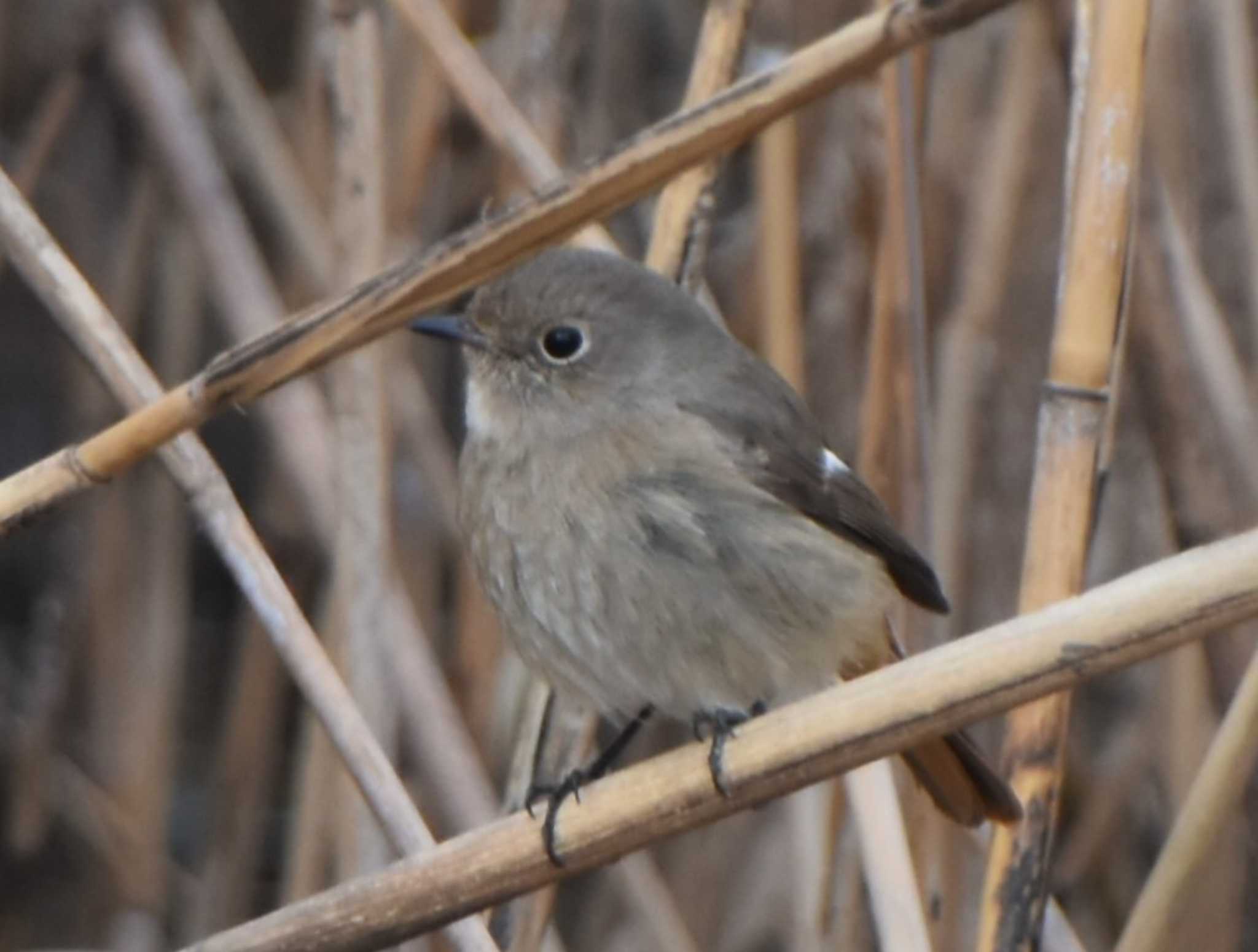 Daurian Redstart