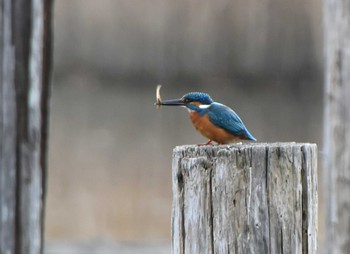 Common Kingfisher Kasai Rinkai Park Mon, 1/11/2021