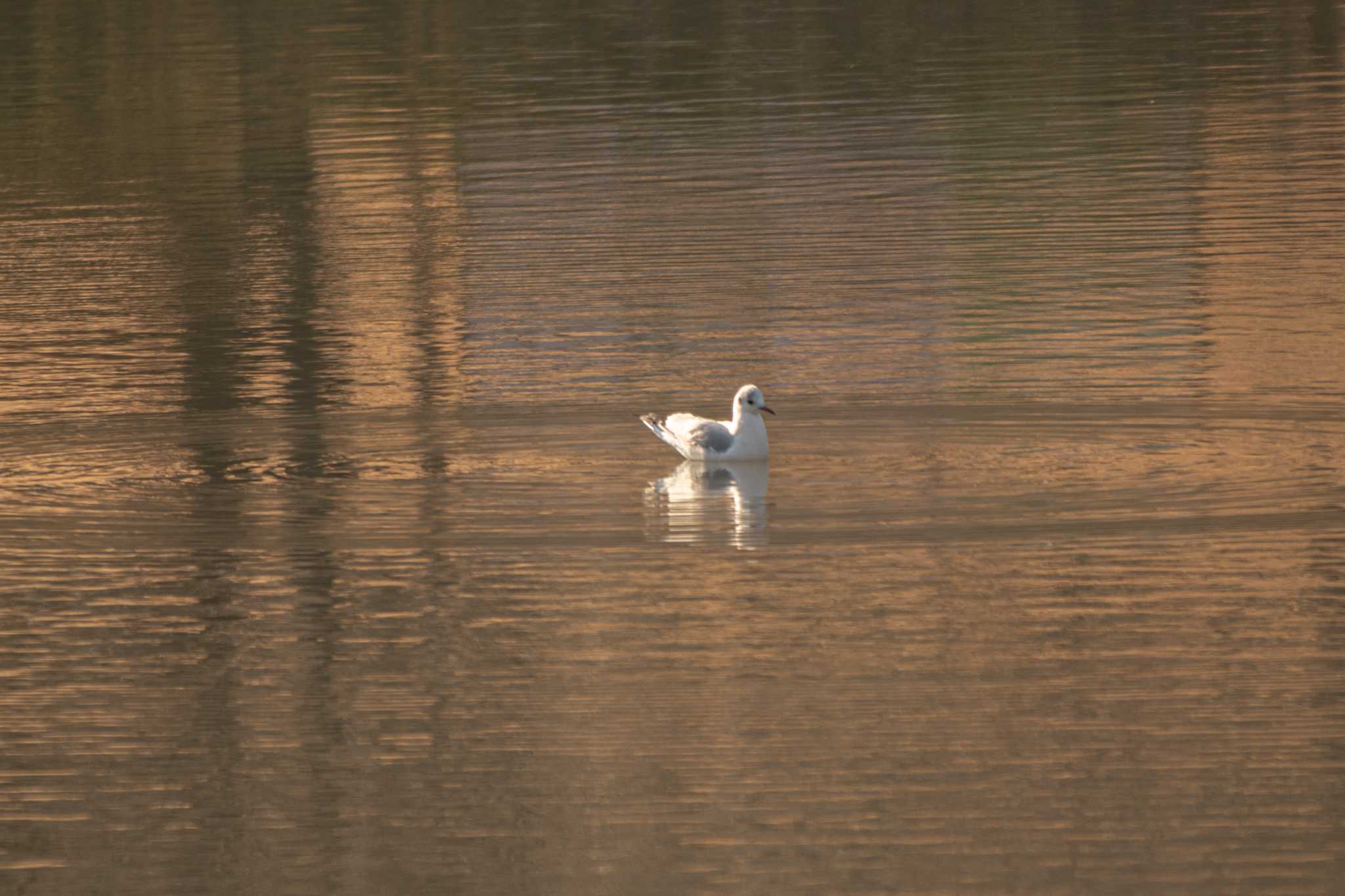 Black-headed Gull