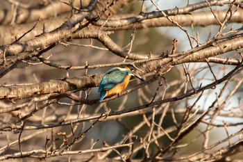 Mon, 2/1/2021 Birding report at Mitsuike Park