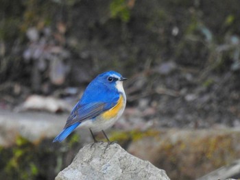 ルリビタキ 大滝山 2021年2月2日(火)