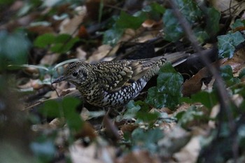 2021年2月2日(火) 東高根森林公園の野鳥観察記録