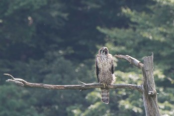 Mountain Hawk-Eagle 岐阜県 Tue, 9/15/2015
