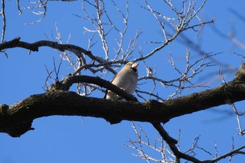 Hawfinch 彩湖 Sun, 1/31/2021