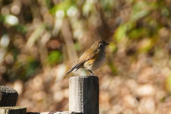 Red-flanked Bluetail 彩湖 Sun, 1/31/2021