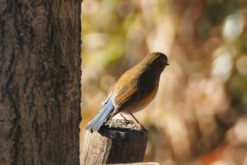 2021年1月31日(日) 彩湖の野鳥観察記録