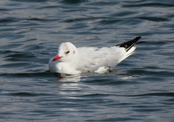 ユリカモメ 名城公園 2021年2月2日(火)