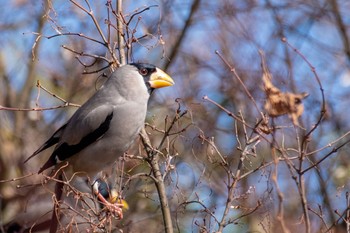 2021年1月31日(日) 東京都立桜ヶ丘公園(聖蹟桜ヶ丘)の野鳥観察記録