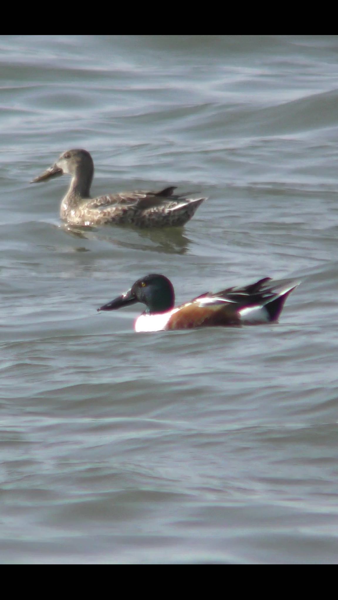 Photo of Northern Shoveler at 甲子園浜(兵庫県西宮市) by Cookie