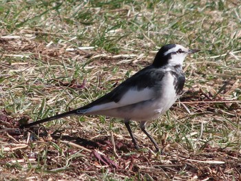 White Wagtail 野川公園 Tue, 2/2/2021