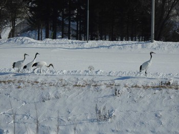 Red-crowned Crane 音更川河川敷(十勝) Mon, 2/1/2021