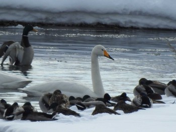 Whooper Swan 音更川河川敷(十勝) Mon, 2/1/2021