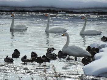 Whooper Swan 音更川河川敷(十勝) Mon, 2/1/2021