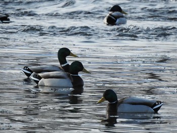 Mallard 音更川河川敷(十勝) Mon, 2/1/2021