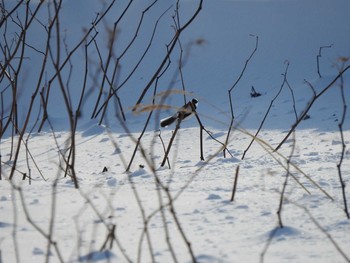 Japanese Tit 音更川河川敷(十勝) Mon, 2/1/2021