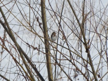 Rustic Bunting 音更川河川敷(十勝) Mon, 2/1/2021