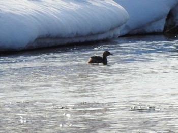 Little Grebe 音更川河川敷(十勝) Mon, 2/1/2021