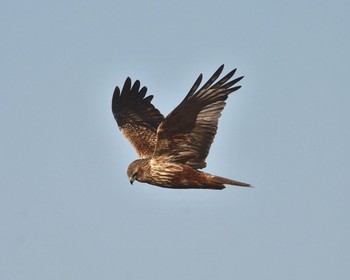 Eastern Marsh Harrier Watarase Yusuichi (Wetland) Sun, 1/24/2016