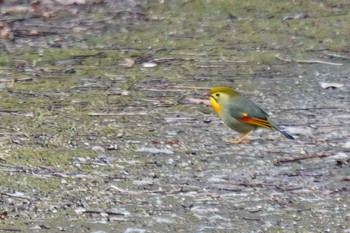 Red-billed Leiothrix 四條畷市 Tue, 2/2/2021