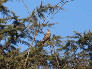 Dusky Thrush 武蔵野公園～野川公園 Fri, 1/29/2021