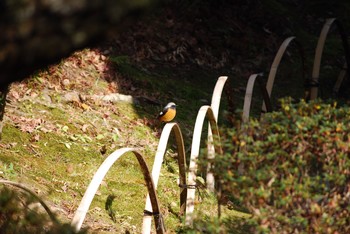 ジョウビタキ 和歌山市 2021年1月31日(日)