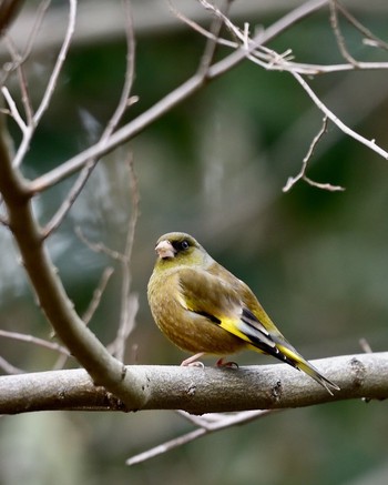 Grey-capped Greenfinch Unknown Spots Sun, 3/6/2016