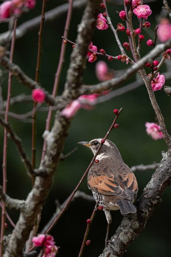 Dusky Thrush 山田池公園 Mon, 2/1/2021